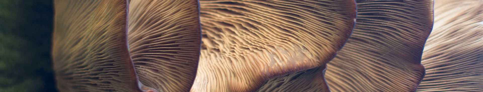 Auto generated site macro photography portfolio