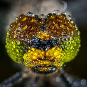 Auto generated site macro photography portfolio