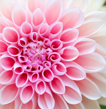 Auto generated site macro photography portfolio