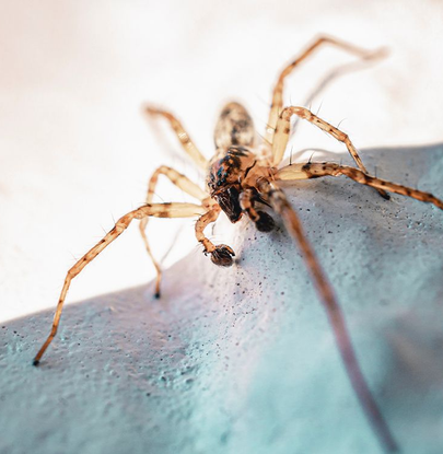 Auto generated site macro photography portfolio