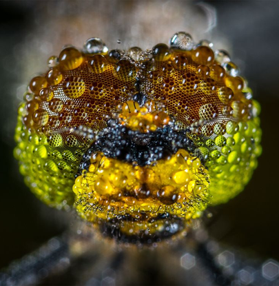 Auto generated site macro photography portfolio
