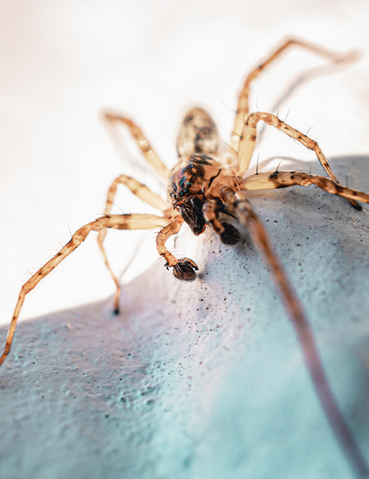 Auto generated site macro photography portfolio