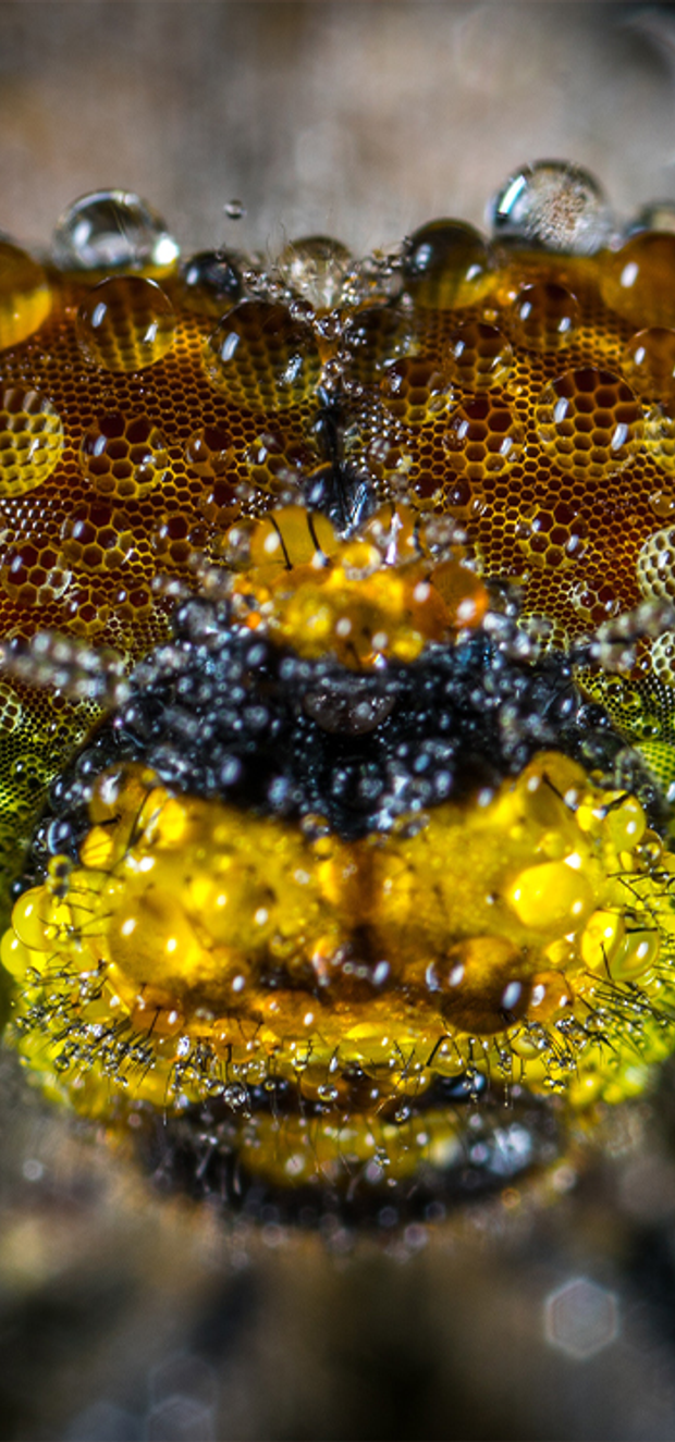 Auto generated site macro photography portfolio